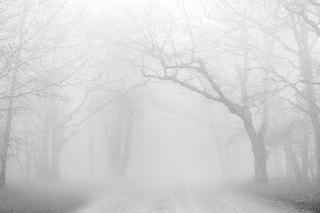 Tree in the Fog