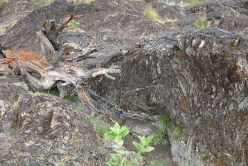 Naklejka na ściany i meble Washed out tree log blending into rock formation