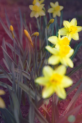 daffodils on a white background