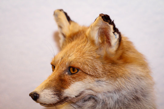 Portrait eines ausgestopften Fuchs