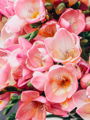 Fototapeta na wymiar bloom of pink freesias flowers, greeting card for summer or spring holidays