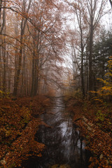Small river in a foggy forest with reflections in the water