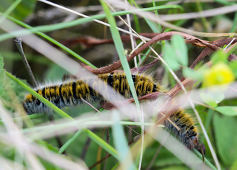Nahaufnahme einer Raupe von einem Brombeerespinner