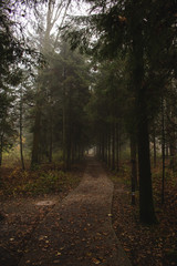 Path leading into the foggy forest