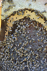 In the hive, the bee family is on the honeycomb.