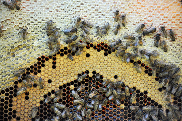 In the hive, the bee family is on the honeycomb.