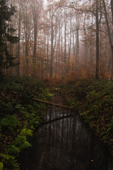 Reflection of a wooden log over the water in a foggy forest
