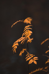 Yellow plant macro shot with blurry background