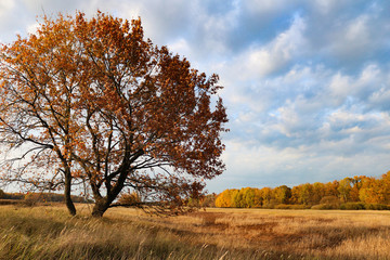Beautiful oak on the field. Autumn landscape. Wallpaper 