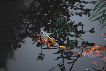Plants in the water with reflections