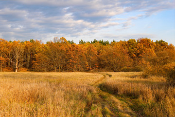 Beautiful road to the autumn forest. Indian summer