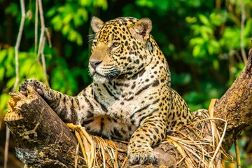 Foto op Plexiglas jaguar in boom met in de hoofdrol © Tiffany