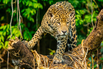 jaguar hunting - obrazy, fototapety, plakaty