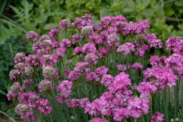Obraz premium Fleurs et jardin