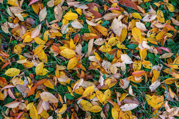 Autumn colours - beautiful close up shot of red and orange coloured leaves