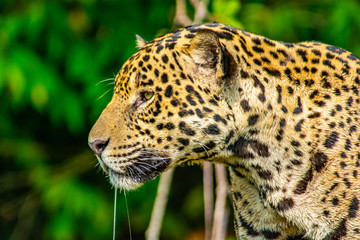 Fototapeta na wymiar portrait of jaguar