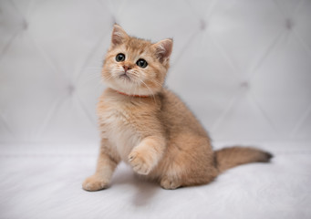 kitten scottish british cat burma munchkin animals