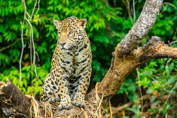 Foto op Plexiglas jaguar sitting in tree © Tiffany