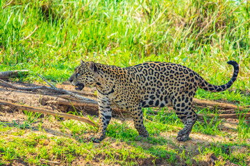 leopard walking in grass
