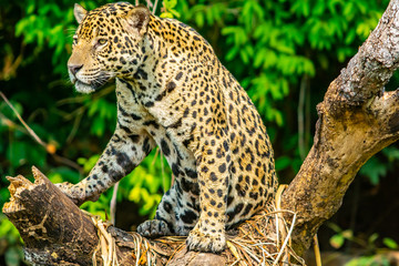 jaguar in tree