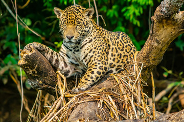 Fototapeta na wymiar jaguar with eyes closed