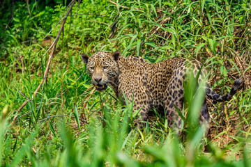 jaguar in grass