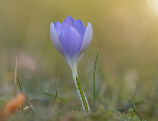 Krokus in der Frühlingssonne
