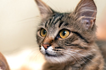 Cute tabby cat with yellow eyes and long whiskers. Close-up portrait of a beautiful cat
