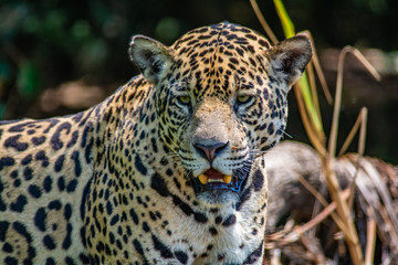 Fototapeta na wymiar jaguar panting