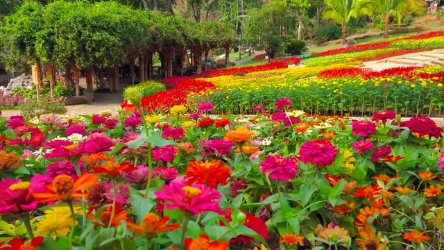 The colorful chrysanthemum flowers decorate Mae Fah Luang garden, located in Doi Tung, Chinag Rai, Thailand