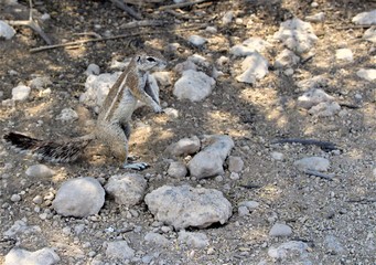African ground bush squirrel standing alone between some stones , Namibia, Africa