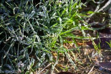 frozen leaves with grass in ice close-up. frosty background.