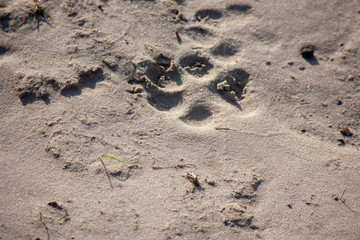 Dogs with one paw imprint on the sand. Nature backgrounds. Close-up.