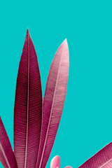 Pink tropical plant leaves close up isolated on turquoise background. High contrast creative nature photography.