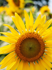 Naklejka premium sunflower and bee