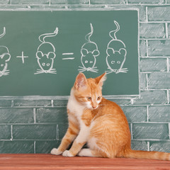 Red cat studying the science of hunting with the help of mathematical examples. Educational joke idea
