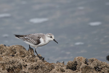 seagull on the beach