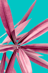 Pink tropical plant leaves close up isolated on turquoise background. High contrast creative nature...