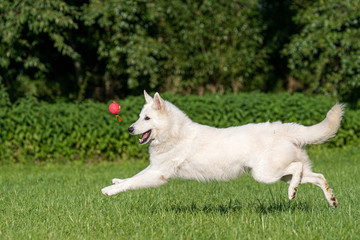 Weißer, schweizer Schäferhund spielt mit Ball