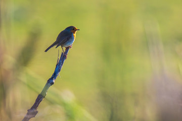 Obraz premium European robin bird (Erithacus rubecula) perching