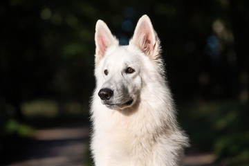 Weißer, schweizer Schäferhund - Kopfporträt