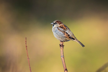 Closeup of a male House Sparrow bird (passer domesticus) foraging in a hedge