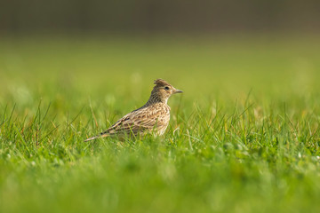 Eurasian skylark bird Alauda arvensis bird in a meadow