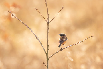 Male Stonechat bird, Saxicola rubicola, perching