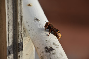An european hornet (vespa crabro)