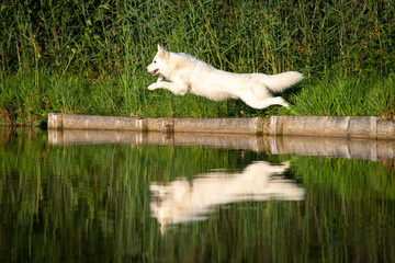 Weißer, schweizer Schäferhund spiegelt sich in Sprungphase im Teich