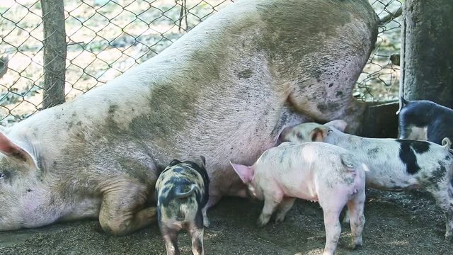 small group of little domestic pigs drink mother milk