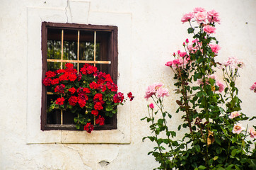 Fototapeta na wymiar Red and Pink Flowers window and old wall