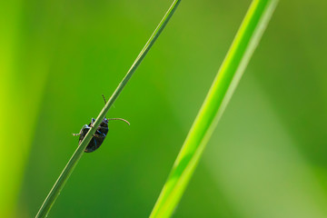 Closeup of a small alder leaf beetle, agelastica alni, insect climbing up on green grass and reeds