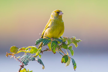 Greenfinch Chloris chloris bird singing